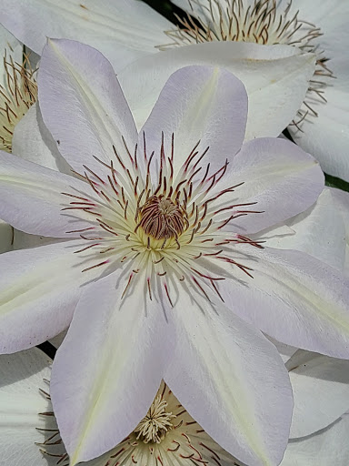 Park «Frankie Allen Park», reviews and photos, 100 Bagley St NE, Atlanta, GA 30305, USA