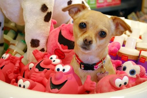 Pet Store «Muttropolis La Jolla», reviews and photos, 7755 Girard Ave, La Jolla, CA 92037, USA