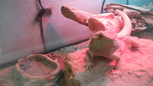 Used Car Dealer «Veracity Auto Center», reviews and photos, 1963 Austin Hwy, San Antonio, TX 78218, USA