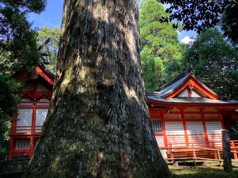 八村杉（八村スギ）