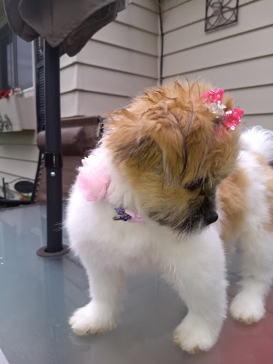 Pet Store «Happiness Is Pets - Downers Grove», reviews and photos, 1542 Ogden Ave, Downers Grove, IL 60515, USA