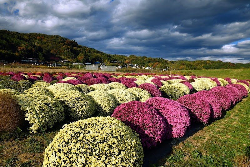 五十沢ざる菊