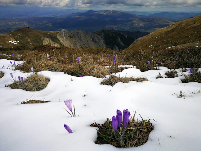 GIMART IMPORT EXPORT SRL - Călărași