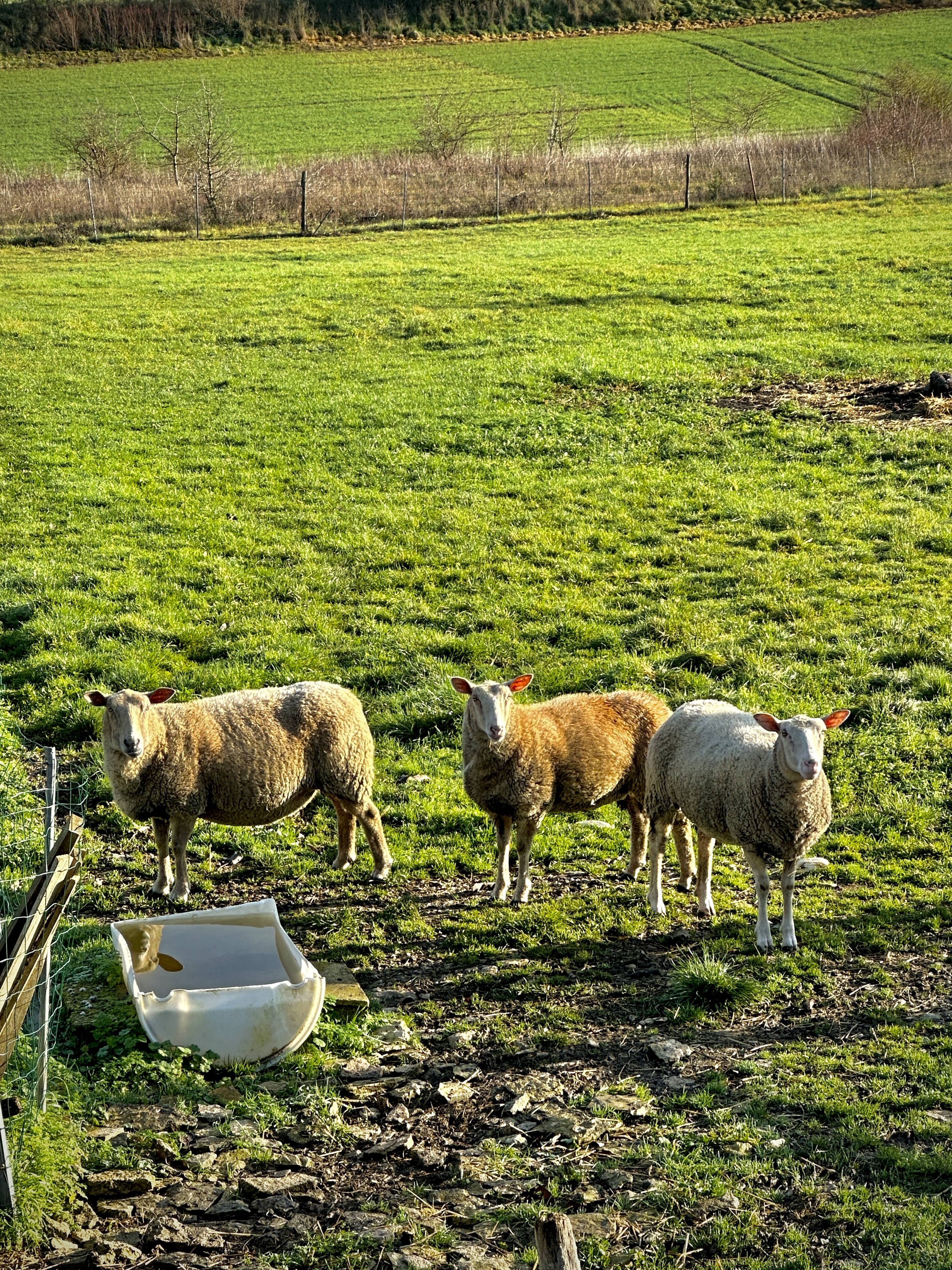 Photo n° 7 de l'avis de Laurent.u fait le 25/12/2022 à 19:44