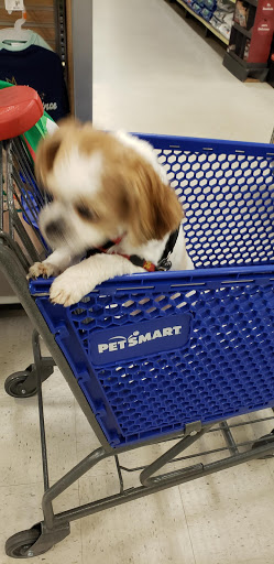 Pet Supply Store «PetSmart», reviews and photos, 30 Malphrus Rd, Bluffton, SC 29910, USA