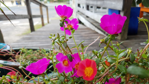 Bakery «Orange Blossom Bakery & Cafe», reviews and photos, 47206 NC-12, Buxton, NC 27920, USA