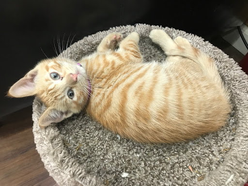 Used Car Dealer «Chase Auto Group», reviews and photos, 1733 E Gun Hill Rd, Bronx, NY 10469, USA