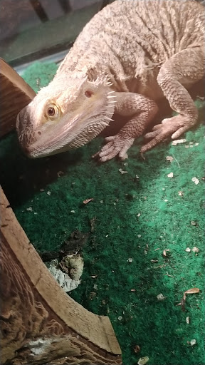 Pet Supply Store «Pet Supermarket», reviews and photos, 7822 Gall Blvd, Zephyrhills, FL 33541, USA