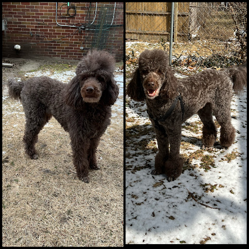 Pet Supply Store «PetSmart», reviews and photos, 28556 Telegraph Rd, Southfield, MI 48034, USA