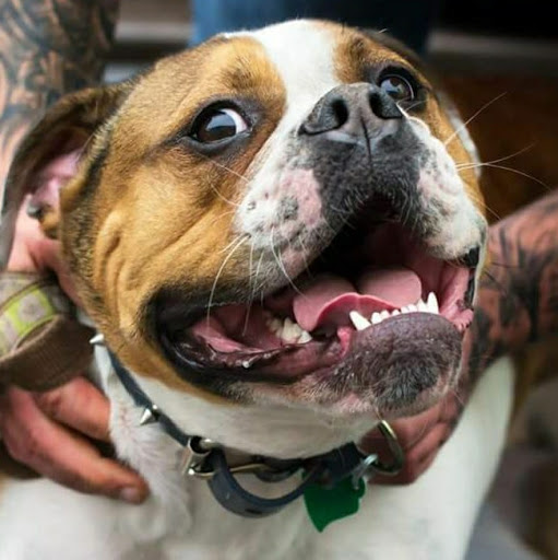 Derby Animal Hospital