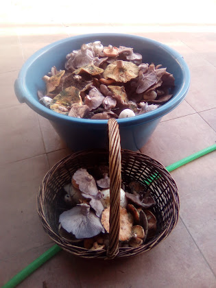 Plats et boissons hôtels ath cabo de gata 23330 Villanueva del Arzobispo