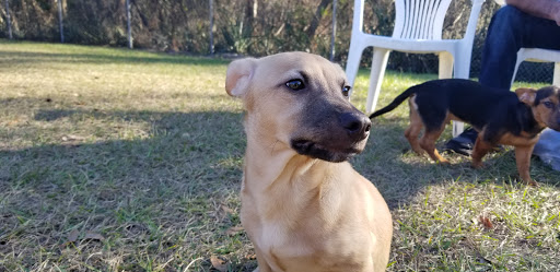 Park «Lutz Dog Park», reviews and photos, 122 1st Ave SW, Lutz, FL 33548, USA