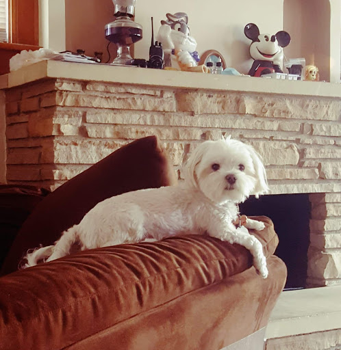 Bubba Dog Bakery & Small Doggie Daycare