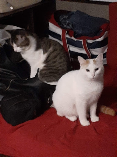 Shopping Mall «Village North Shopping Center», reviews and photos, 2440 N Lebanon St, Lebanon, IN 46052, USA