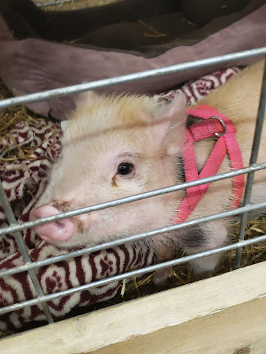 Hardware Store «Buchheit of House Springs», reviews and photos, 4550 Gravois Rd, House Springs, MO 63051, USA