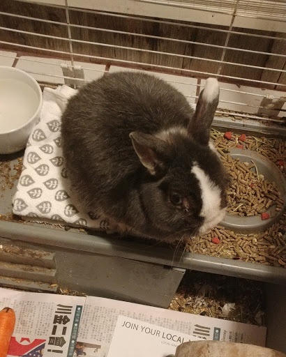 Pet Supply Store «Pet Supplies Plus», reviews and photos, 625 Southern Artery, Quincy, MA 02169, USA