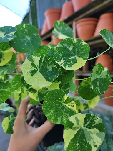 Florist «Metropolitan Plant & Flower Exchange Inc.», reviews and photos, 2125 Fletcher Ave, Fort Lee, NJ 07024, USA