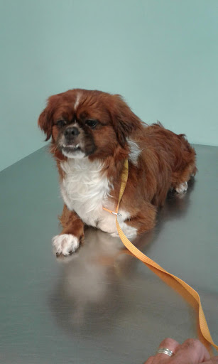 Pet Store «Pet Supermarket», reviews and photos, 12576 SW 8th St, Miami, FL 33184, USA