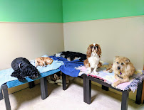 Good Karma Pet Care - Photo 3 - Car repair in Tacoma, WA, Tacoma