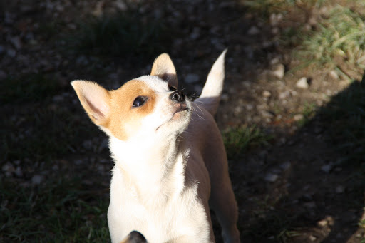 Hundetagesstätte Die Fellnasen