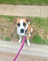 Mad Pet Loverz - Photo 6 - Car repair in , Austin