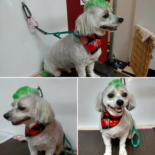 Pet Groomer «A Klassy Lassie, LLC», reviews and photos, 30 Old Jackson Rd, McDonough, GA 30252, USA