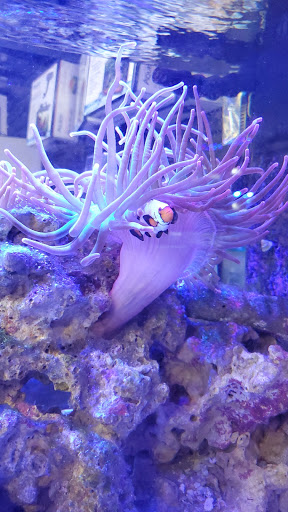 Tropical Fish Store «Salty Fish Aquariums», reviews and photos, 5535 Brewster St, San Antonio, TX 78233, USA