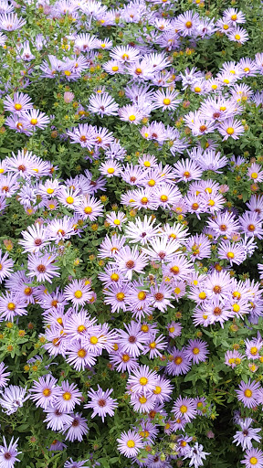 Museum «El Museo Del Barrio», reviews and photos, 1230 5th Ave, New York, NY 10029, USA