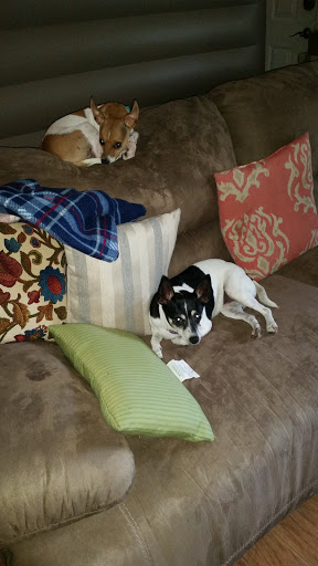 Pet Supply Store «PetSmart», reviews and photos, 1241 Point Mallard Pkwy, Decatur, AL 35601, USA
