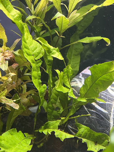 Schmid-Aquaristik unter Schwandorf, 