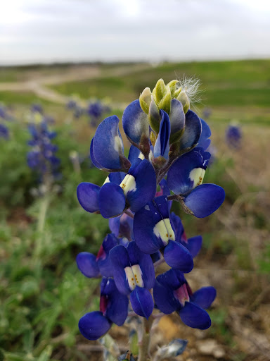 Park «Pearsall Park», reviews and photos, 4838 Old Pearsall Rd, San Antonio, TX 78242, USA