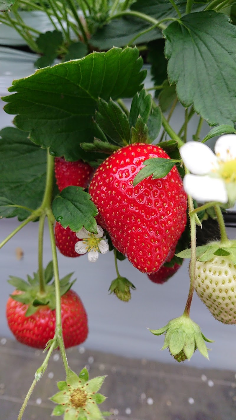 ファームスクエア 丹沢の森 神奈川県秦野市堀西 グルコミ