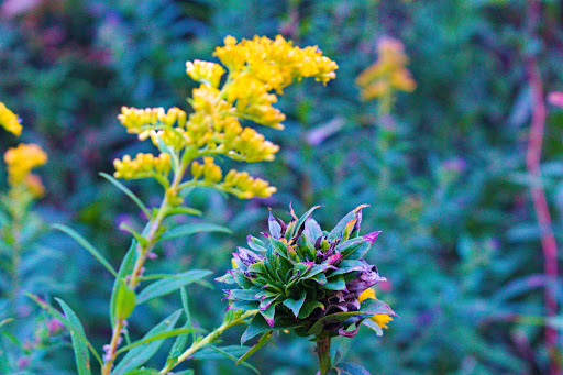 Nature Preserve «Kokiwanee Nature Preserve», reviews and photos, 5825 E 50 S, Lagro, IN 46941, USA