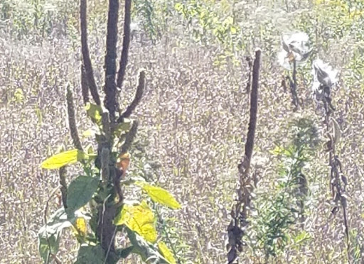 Nature Preserve «Rock Run Preserve - Paul V. Nichols Access», reviews and photos, Essington Rd, Joliet, IL 60435, USA