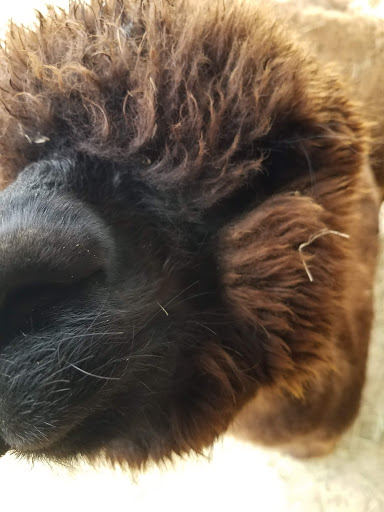 Boutique «Alpacas of the Heartland LLC», reviews and photos, 7016 County Rd 39, Fort Calhoun, NE 68023, USA