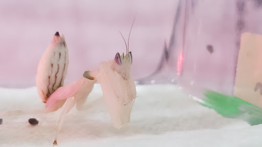 Farm «Idlewild Butterfly Farm», reviews and photos, 1100 Logan St, Louisville, KY 40204, USA