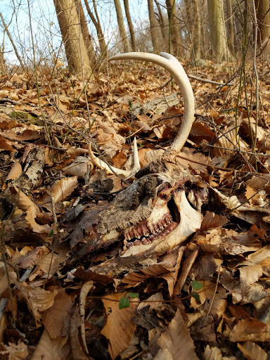 Nature Preserve «Stateline Woods Preserve», reviews and photos, 814 Merrybell Ln, Kennett Square, PA 19348, USA