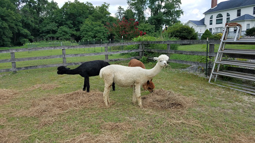 Farm «Painted Sky Alpaca Farm & Fiber Mill», reviews and photos, 95 Knight House Ln, Earleville, MD 21919, USA