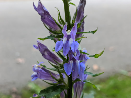 Park «Blacklick Woods Metro Park», reviews and photos, 6975 East Livingston Avenue, Reynoldsburg, OH 43068, USA