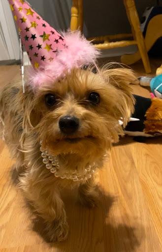 Pet Supply Store «City Dogs Grocery», reviews and photos, 884 Massachusetts Ave, Indianapolis, IN 46204, USA