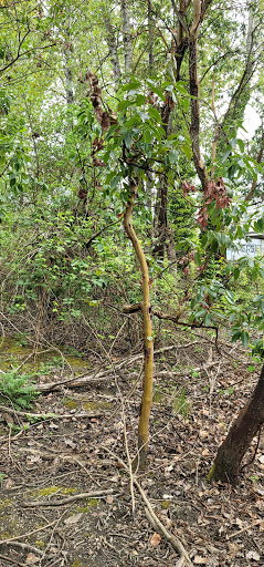 Park «Tukwila Pond Park», reviews and photos, 299 Strander Blvd, Tukwila, WA 98188, USA