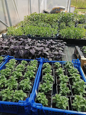 Les herbes de Rose à Guillestre