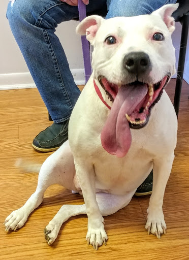 Animal Hospital «Lifetime Pet Center- Williamsburg», reviews and photos, 3070 Old State Rte 32, Batavia, OH 45103, USA