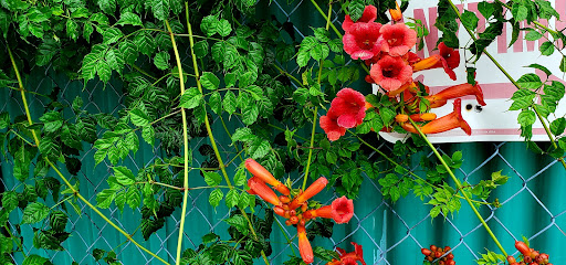 Grocery Store «C-Town Supermarkets», reviews and photos, 538 Main St, New Rochelle, NY 10801, USA