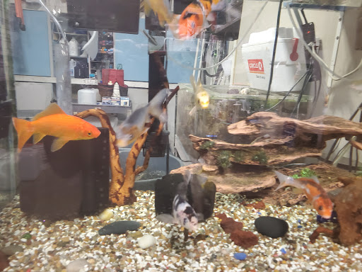 Tropical Fish Store «Aquatic Design», reviews and photos, 1629 N Central Expy, Plano, TX 75075, USA