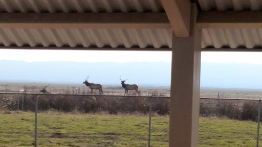 Nature Preserve «Tule Elk Reserve State Natural Reserve», reviews and photos, 8653 Station Rd, Buttonwillow, CA 93206, USA