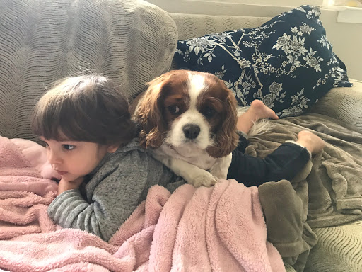 Pet Store «Village Pet Shop», reviews and photos, 701 N Black Horse Pike, Williamstown, NJ 08094, USA