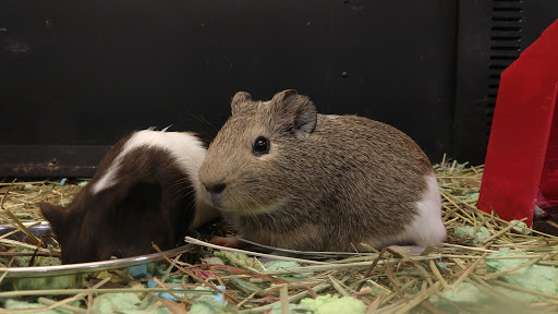 Pet Supply Store «PetSmart», reviews and photos, 5640 Cedar Lake Rd, Minneapolis, MN 55416, USA