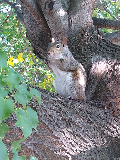 Park «Jefferson Park», reviews and photos, 4822 N Long Ave, Chicago, IL 60630, USA