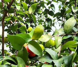 Mekarsari Fruit Garden photo